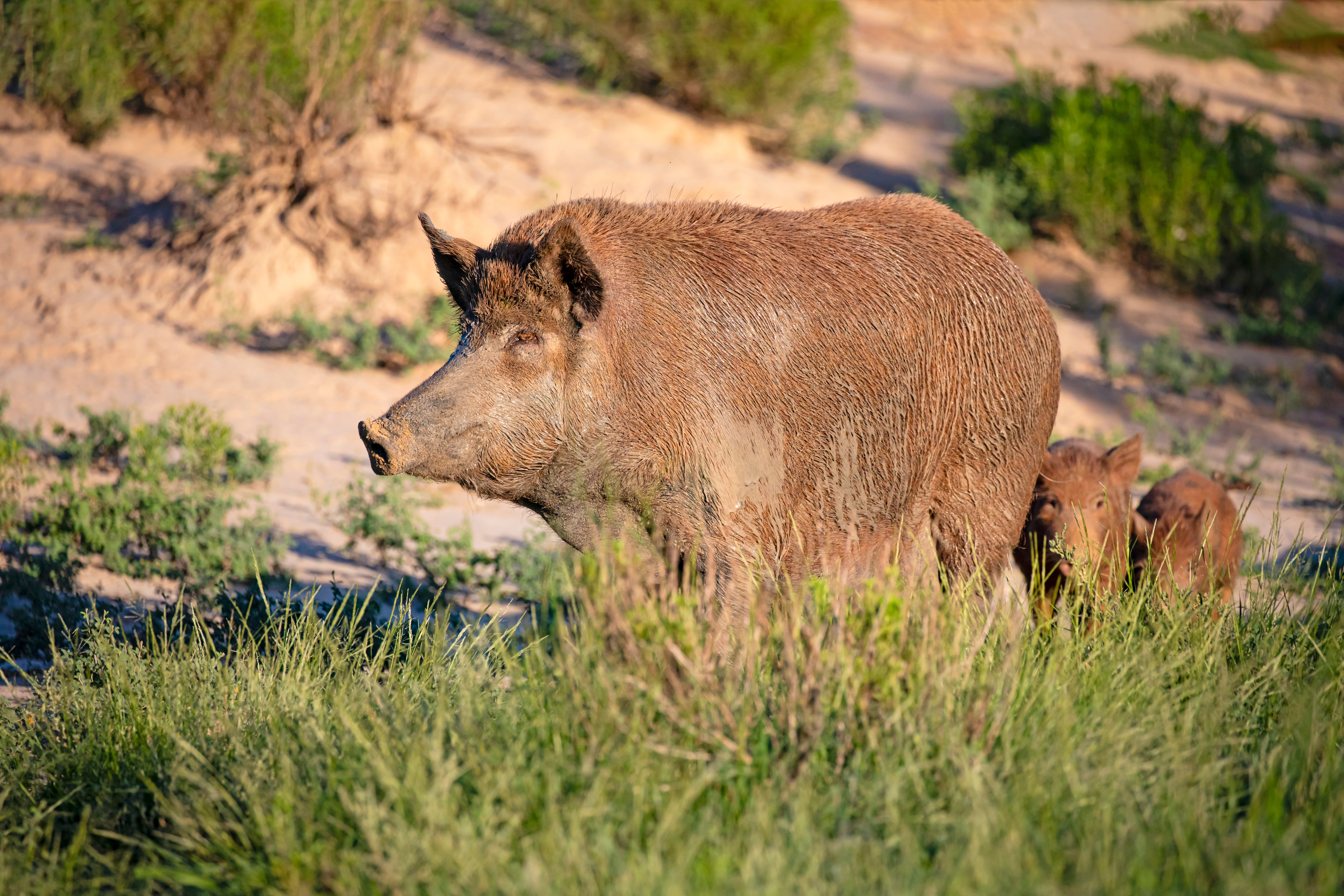 A big Texas wild hog and shoat illustrating how to hunt wild pigs. 