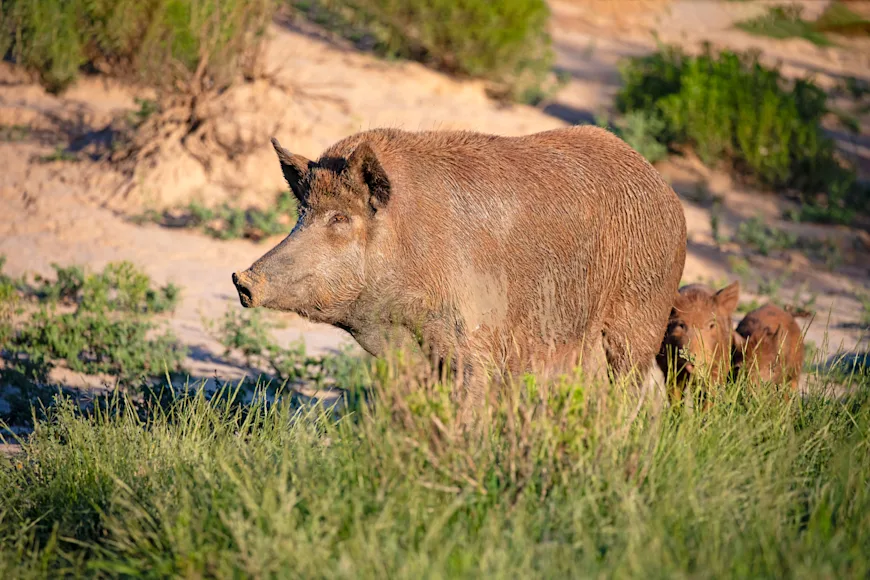 A big Texas wild hog and shoat illustrating how to hunt wild pigs.