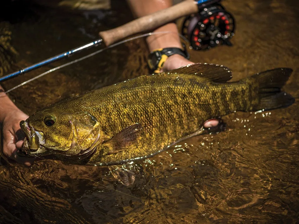 Angler holds summer smallmouth bass over water with fly rod in the background