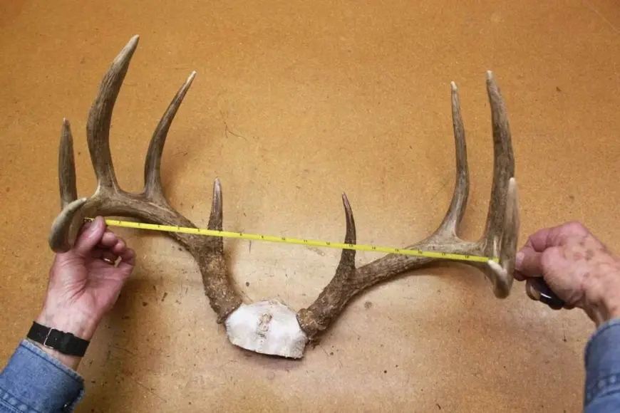 hands measuring a whitetail deer rack.