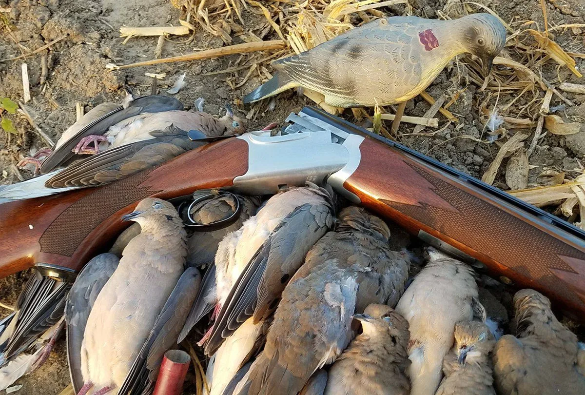 Dead doves next to a shotgun.