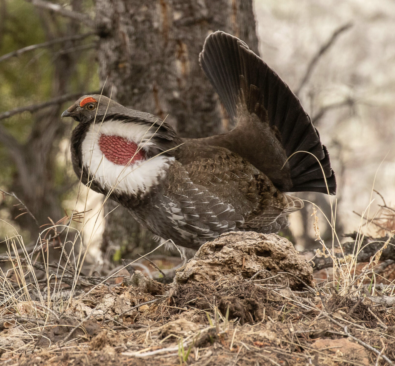 A male dusky grouse. 