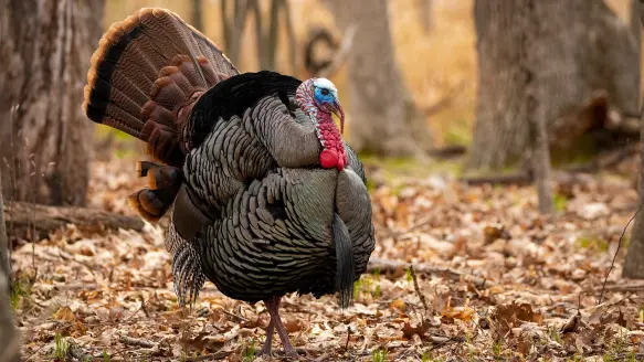 photo of wild turkey strutting