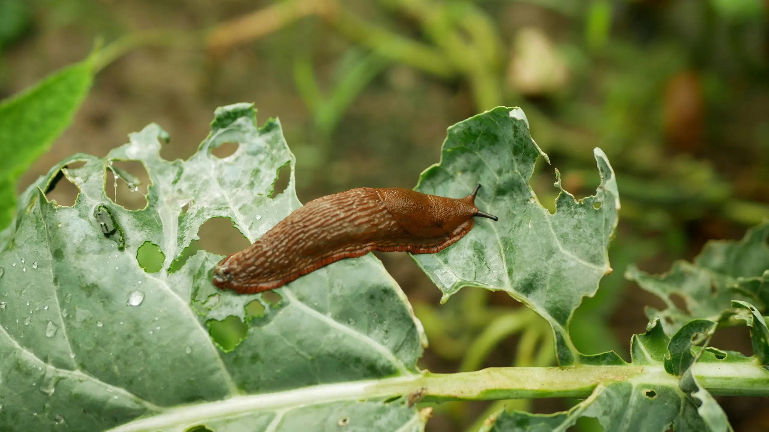 What Do Slugs Eat? | Field & Stream