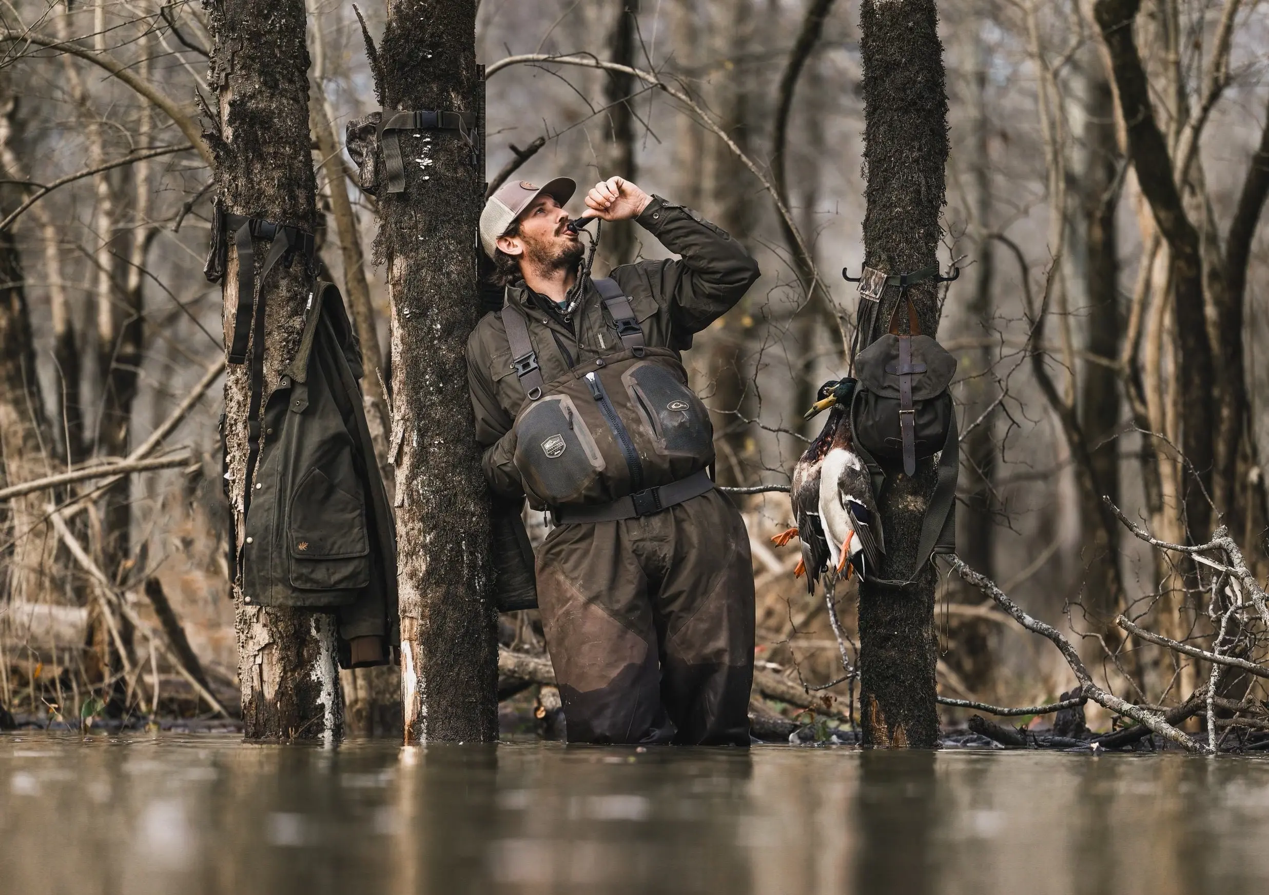 A duck hunter standing in flooded timber calls to a flock on incoming mallards.