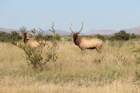 A bull elk standing in a field