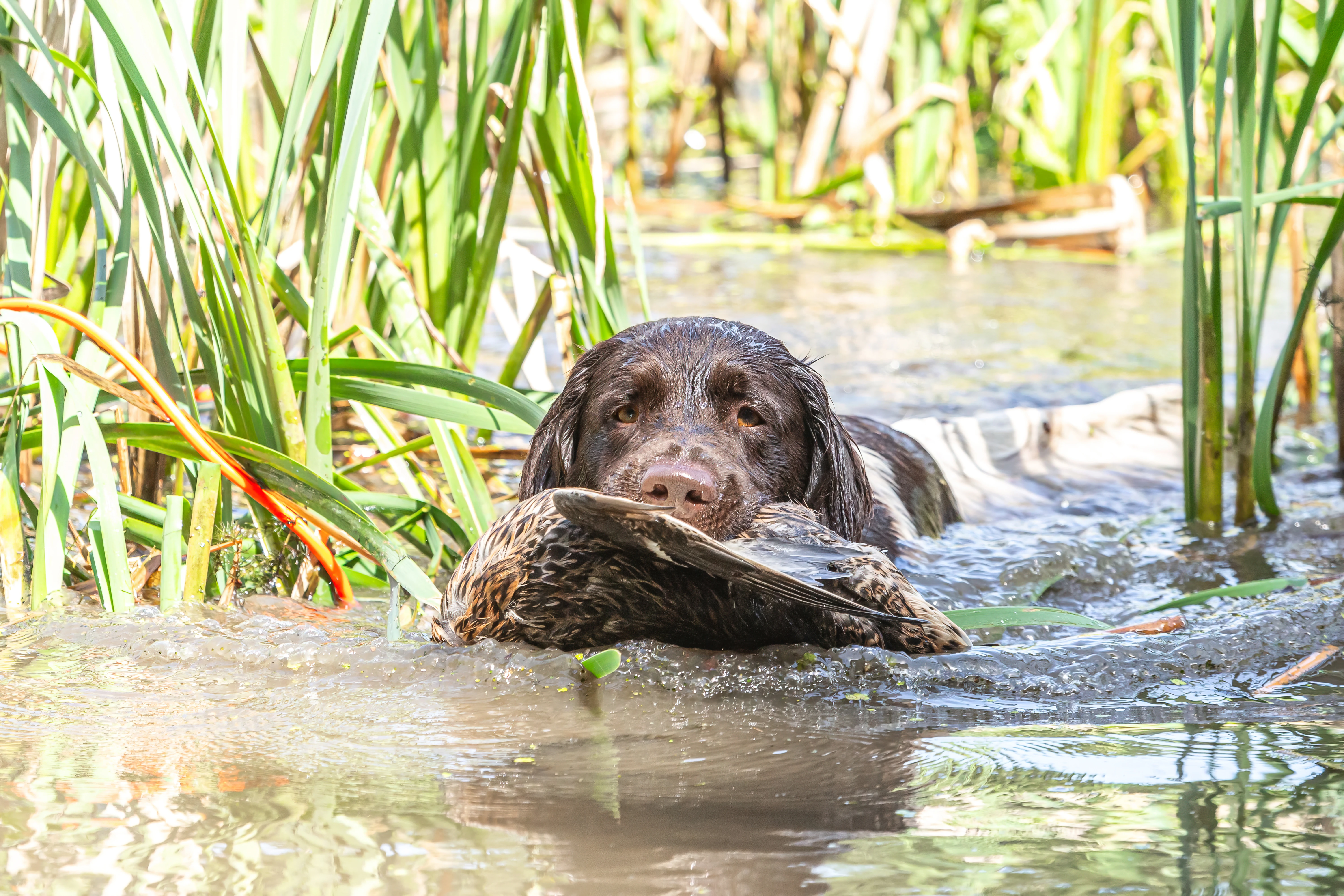 A small Munsterlander retrieves a duck. 