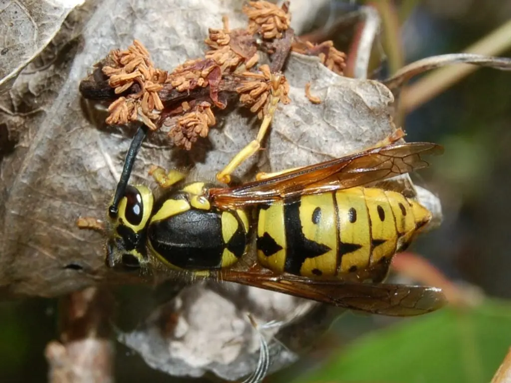 western yellow jacket wasp