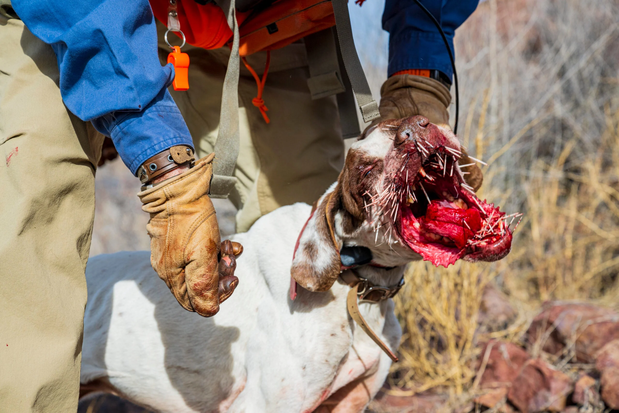 Dog with porcupine quills in its muzzle.