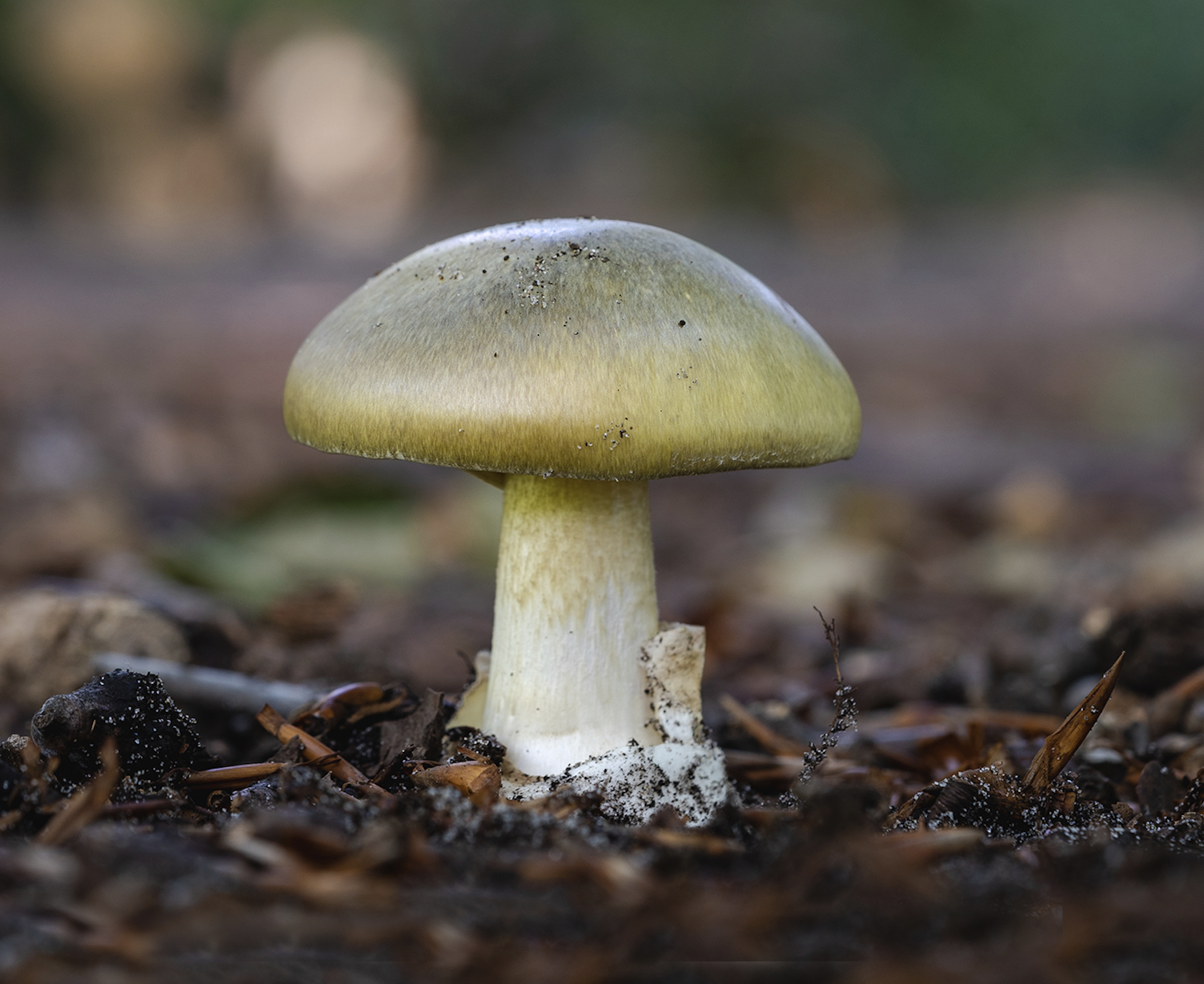 A death cap mushroom growing on the forest floor. 