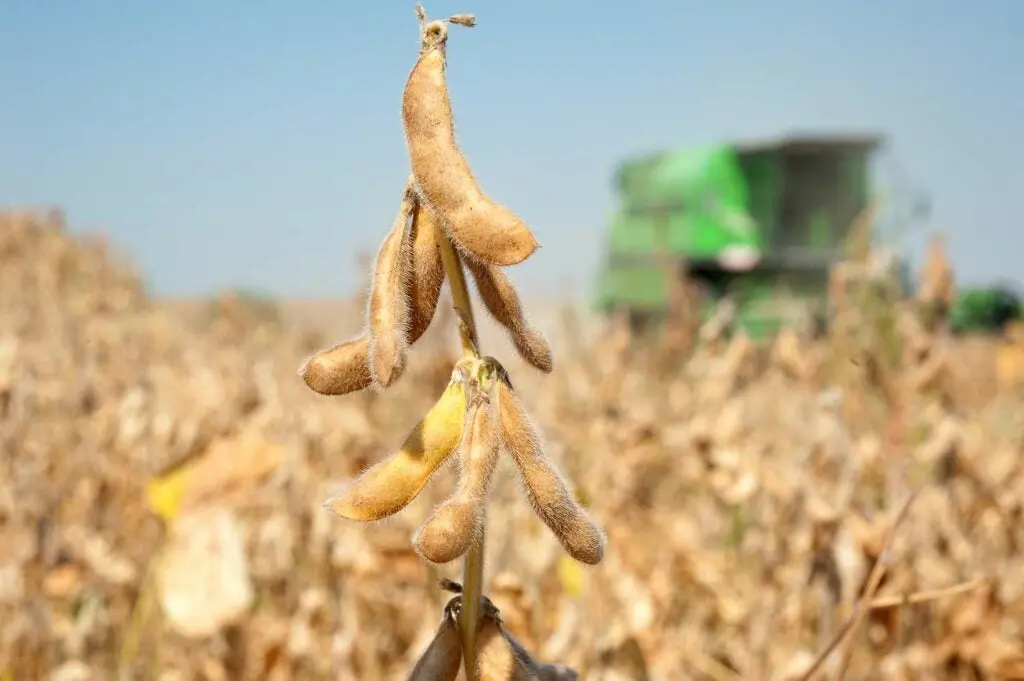 A dry soybean stalk.