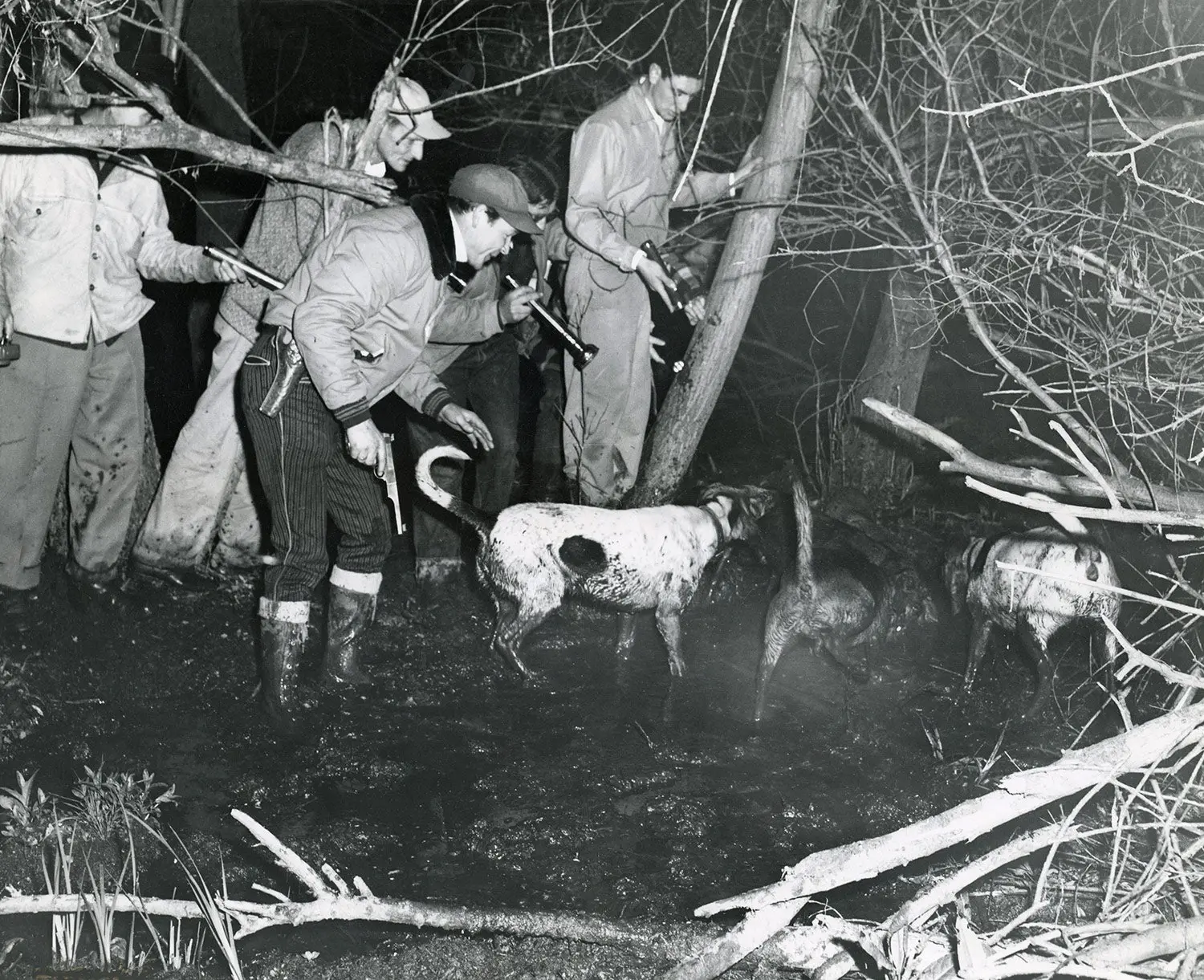 Raccoon hunting at night with hounds