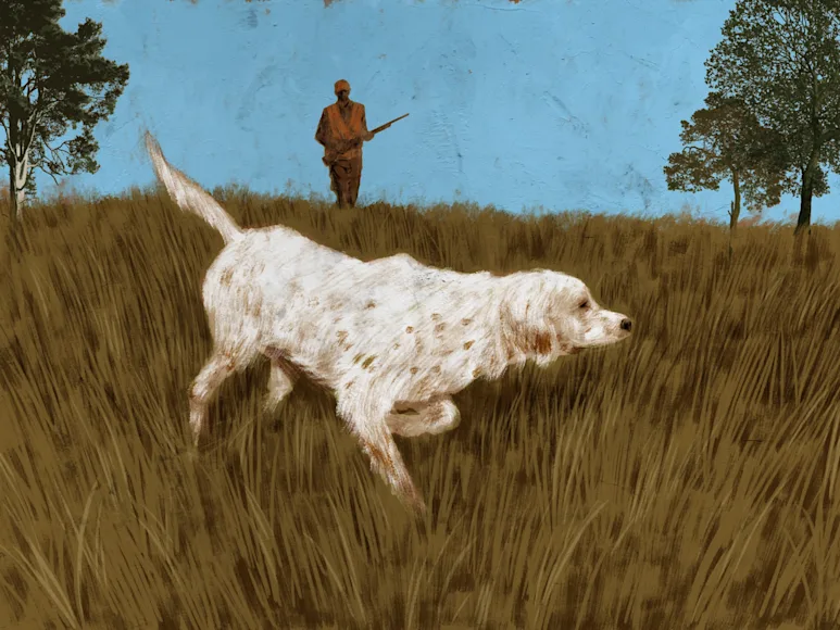 setter pointing illustration