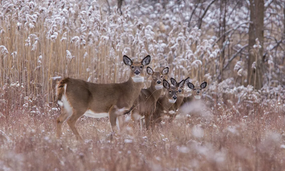 A group of whitetail does feed in a brushy winter field.