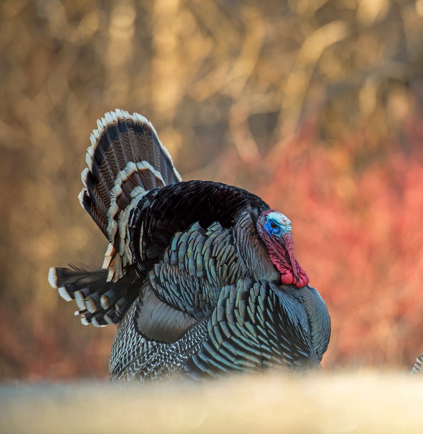 A tom turkey struts in a field with two hens. 