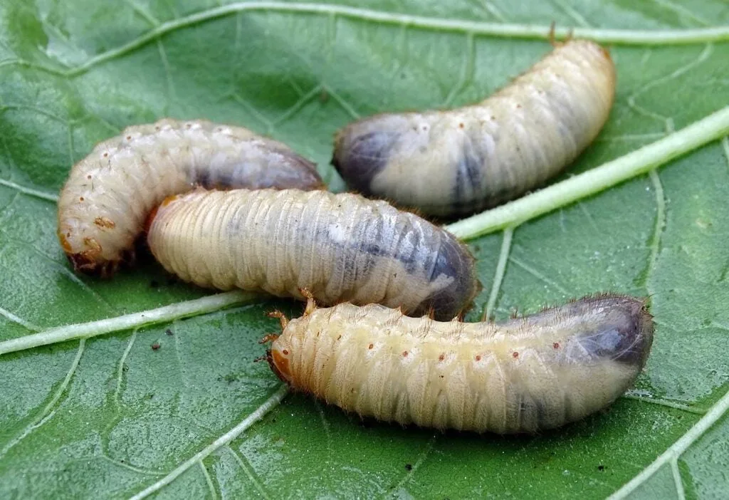 White grubs on a leaf.