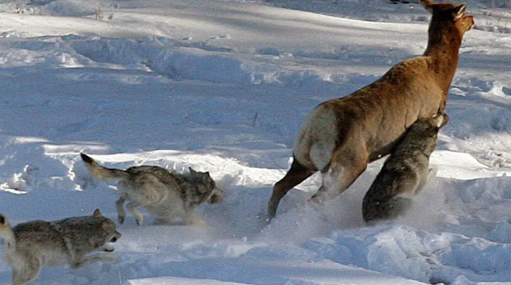 A wolf pack works to take down a cow elk in the snow.