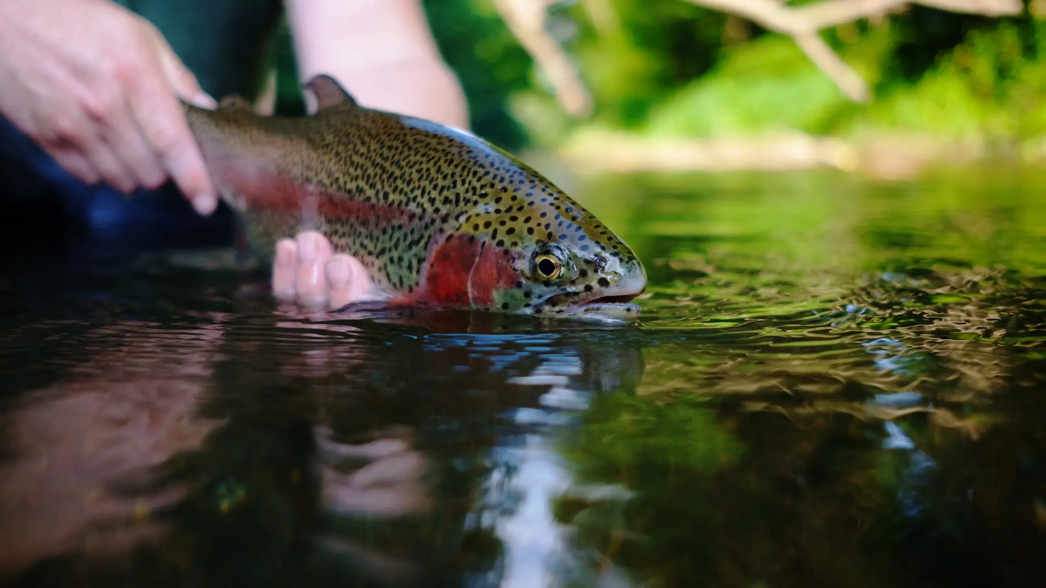 Angler holds rainbow trout