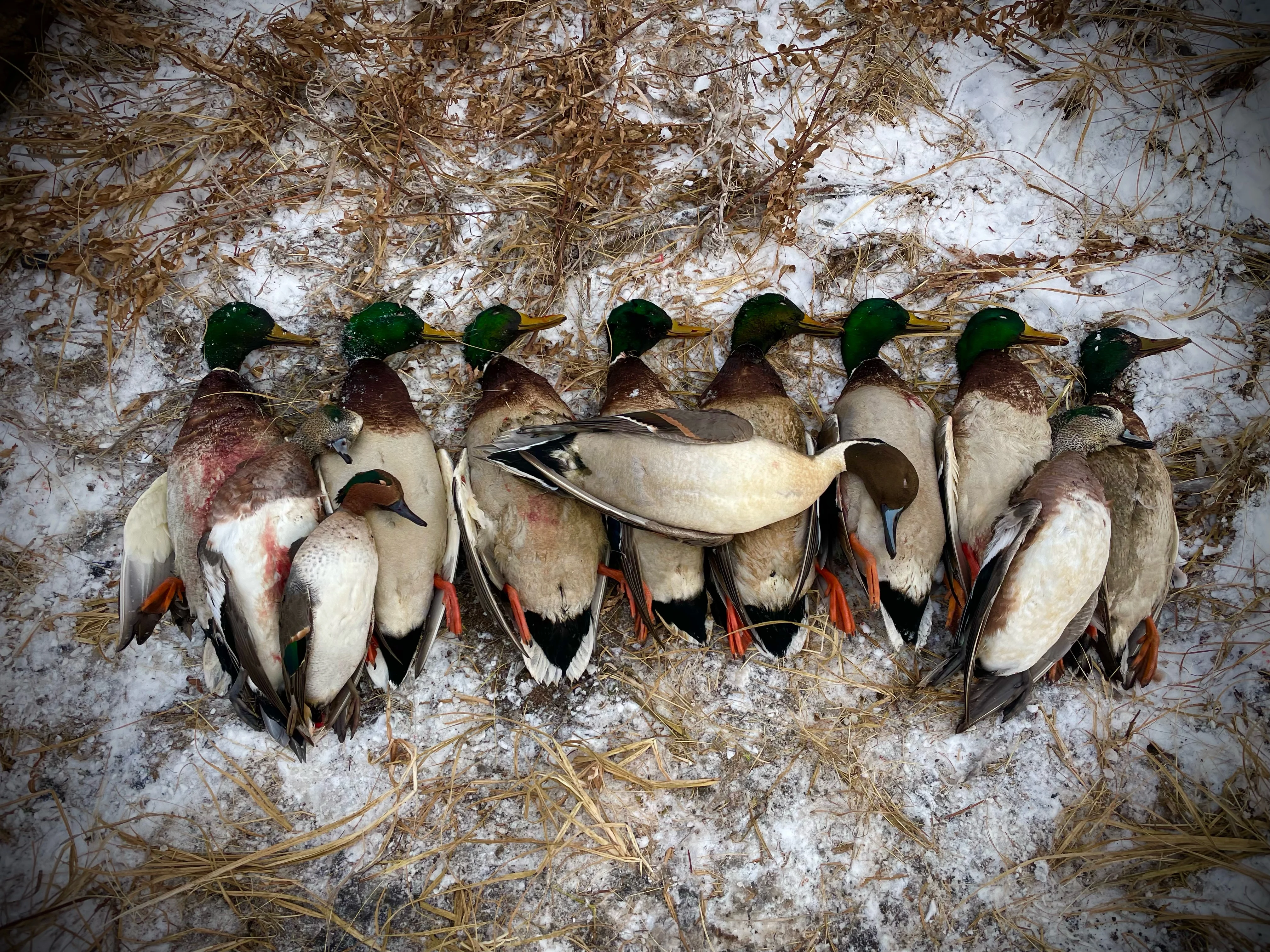 A pile of ducks on the ground.