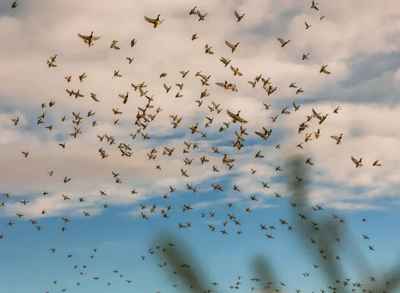 A flock of mallards taking towards the sky