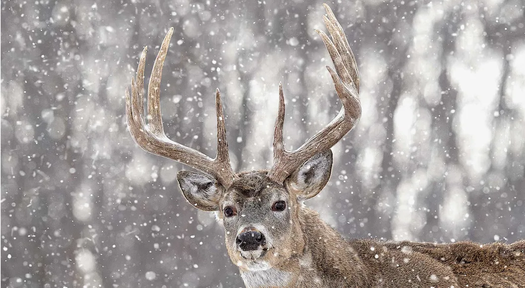 10 point whitetail buck in the snow