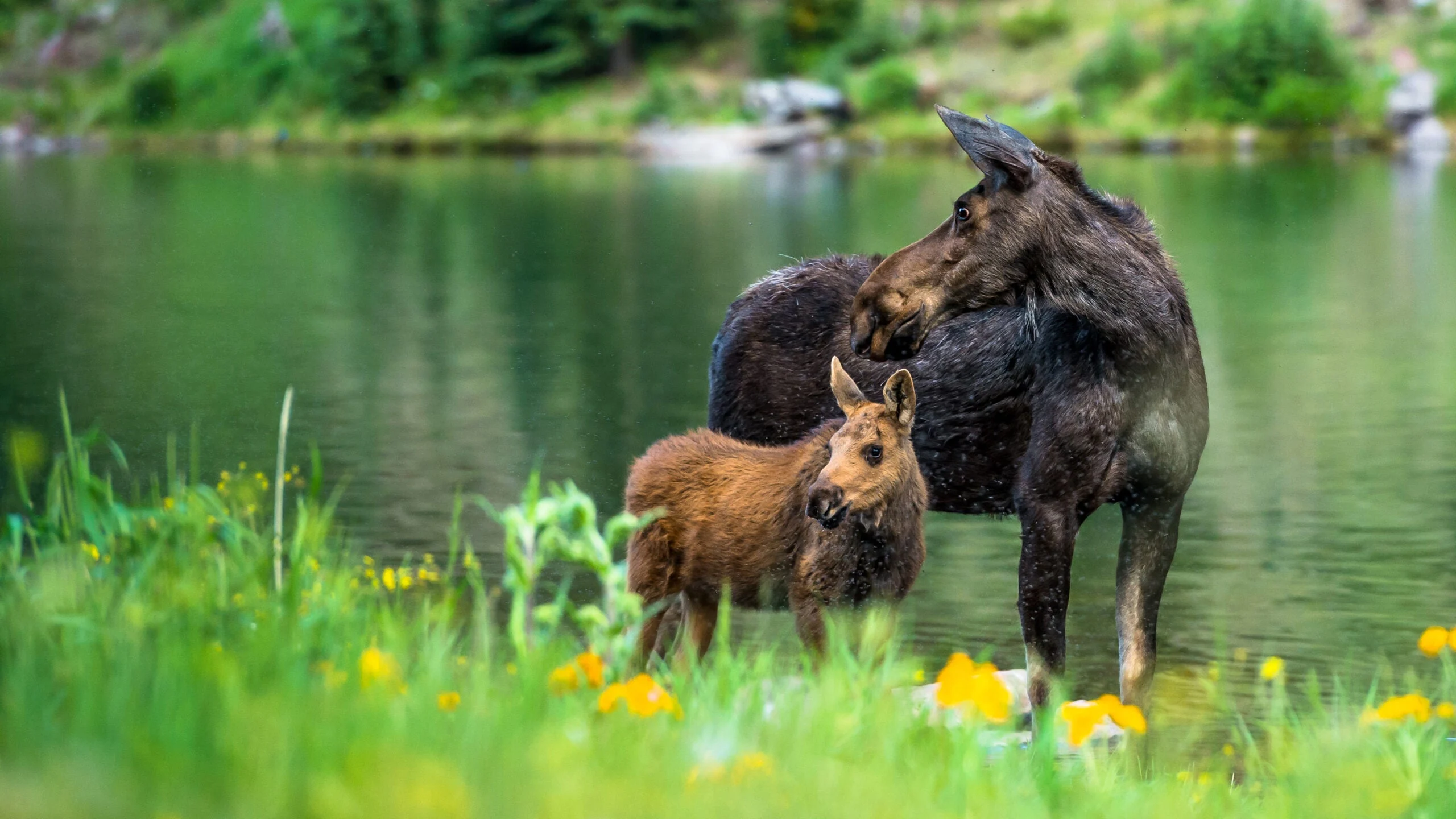 photo of a cow moose with a calf