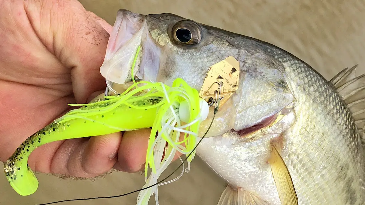 a white bass taken on a chatterbait