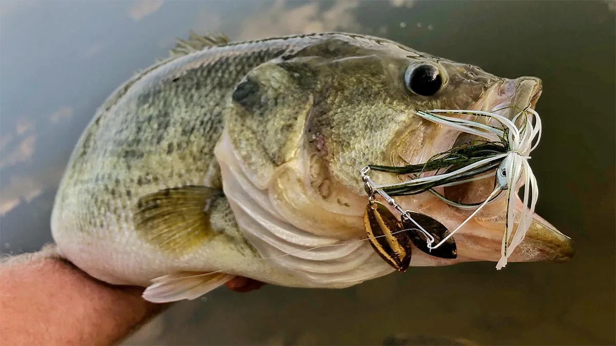 Sinnerbaits are great for targeting staging bass. 