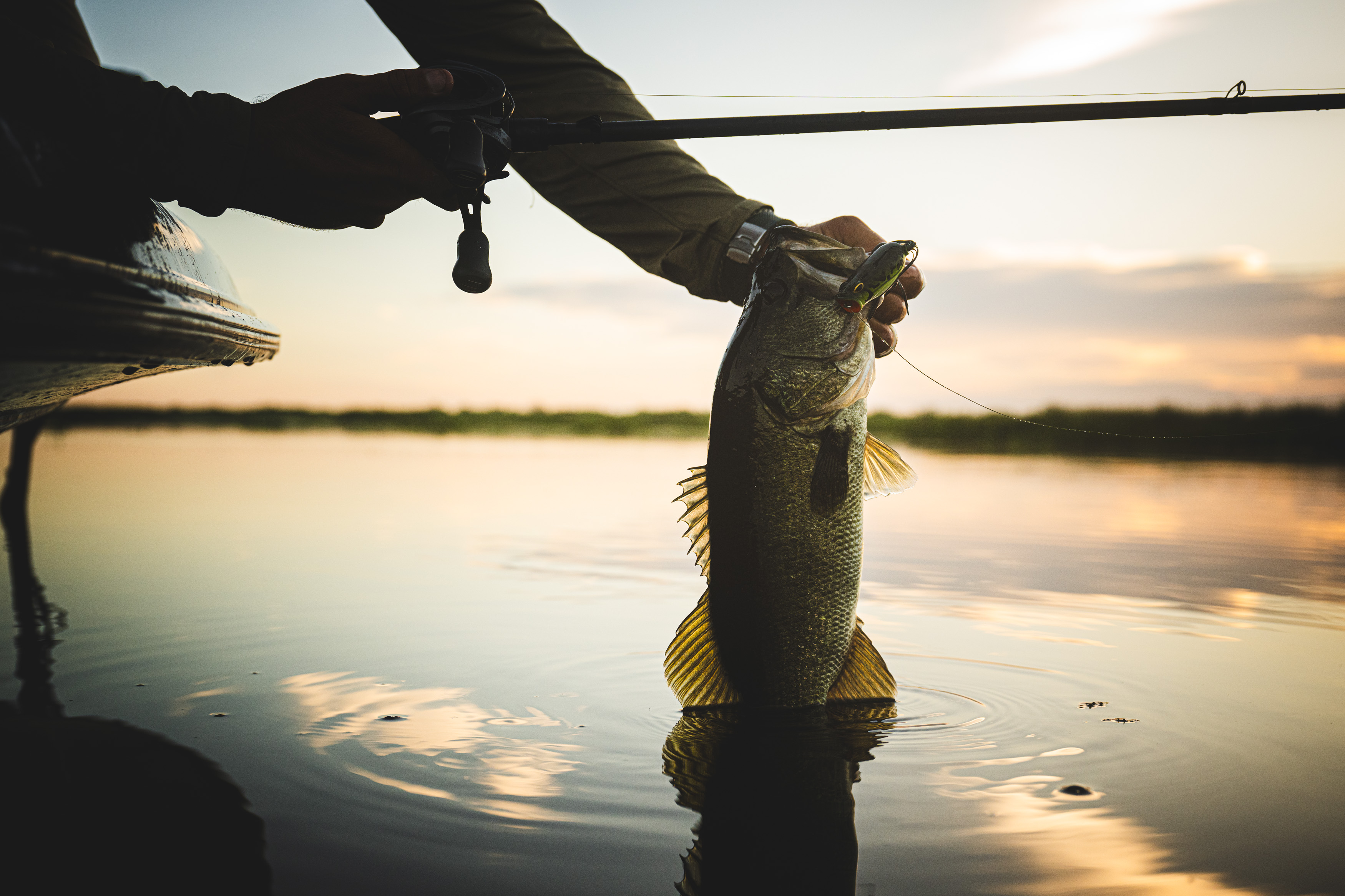 Angler holding up bass with frog