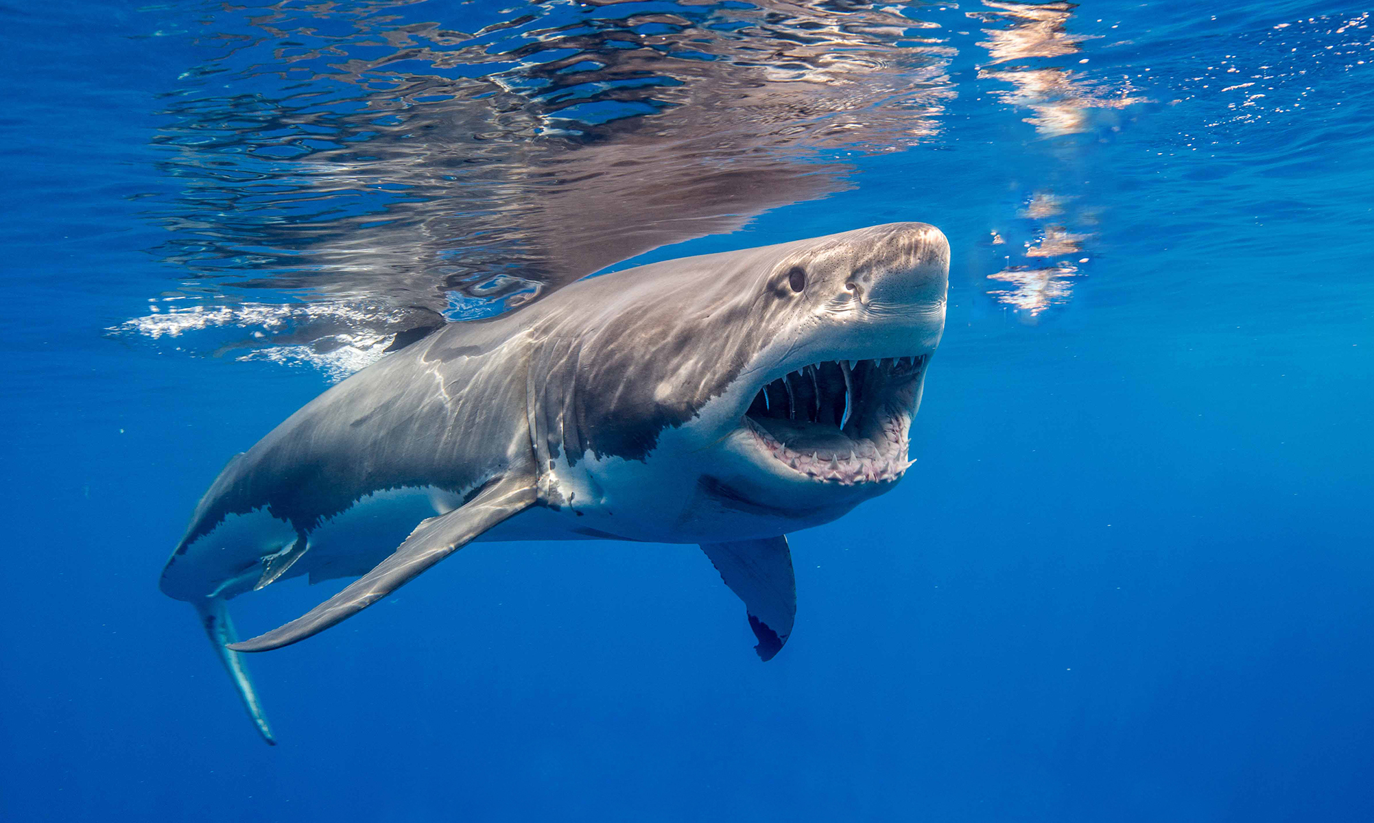 A great white shark swims in deep blue water with it's mouth open, showing teeth. 