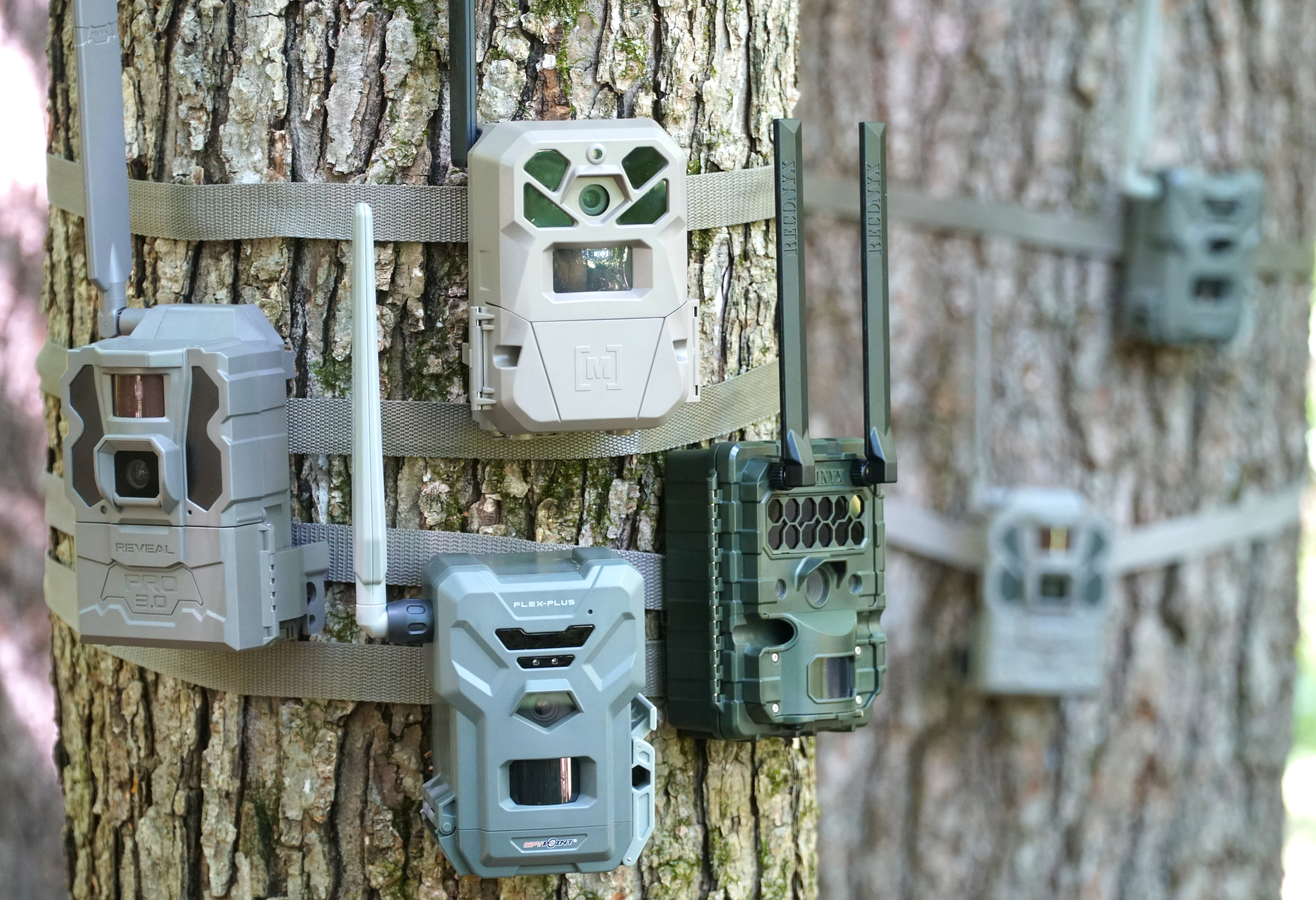 A group of cellular trail camera attached to trees for testing. 