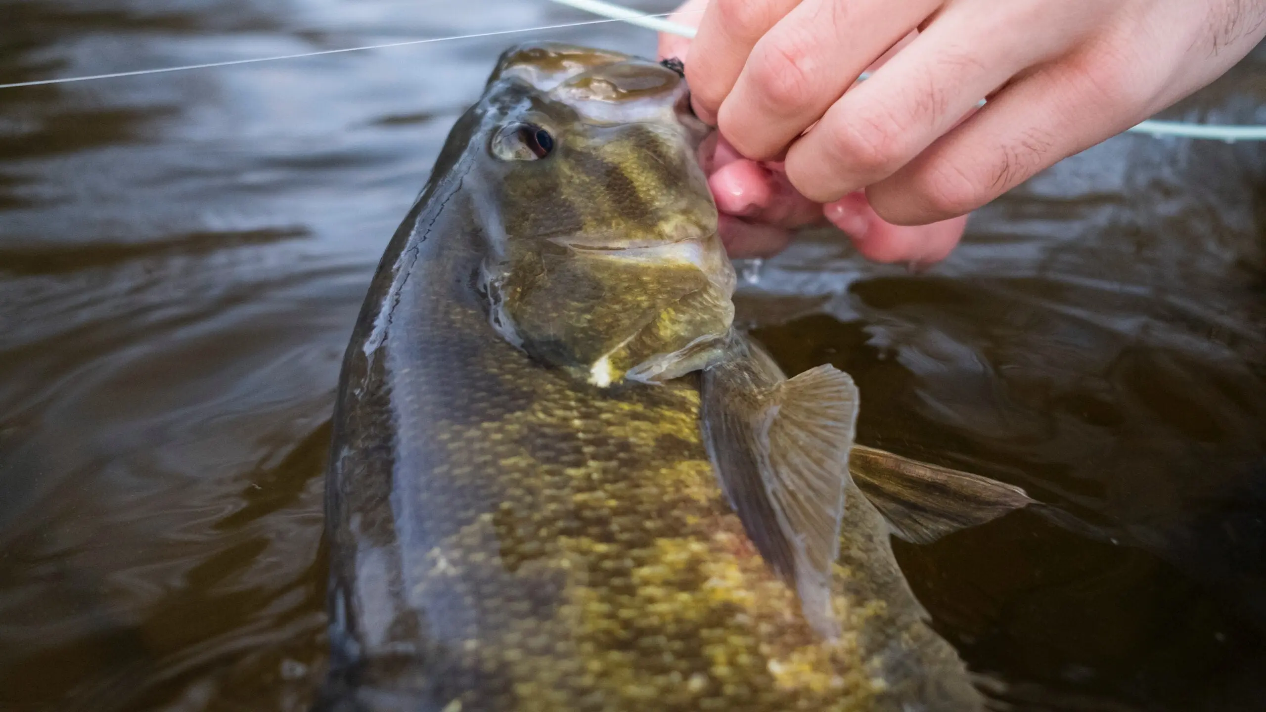 smallmouth bass being released