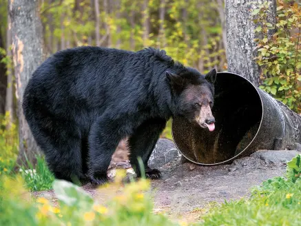 httpspush-fieldandstream-comsitesfieldandstream-comfilesimages201908black-bear-food-barrel-jpg