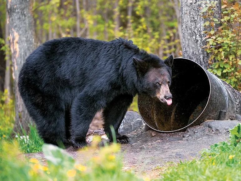 httpspush-fieldandstream-comsitesfieldandstream-comfilesimages201908black-bear-food-barrel-jpg