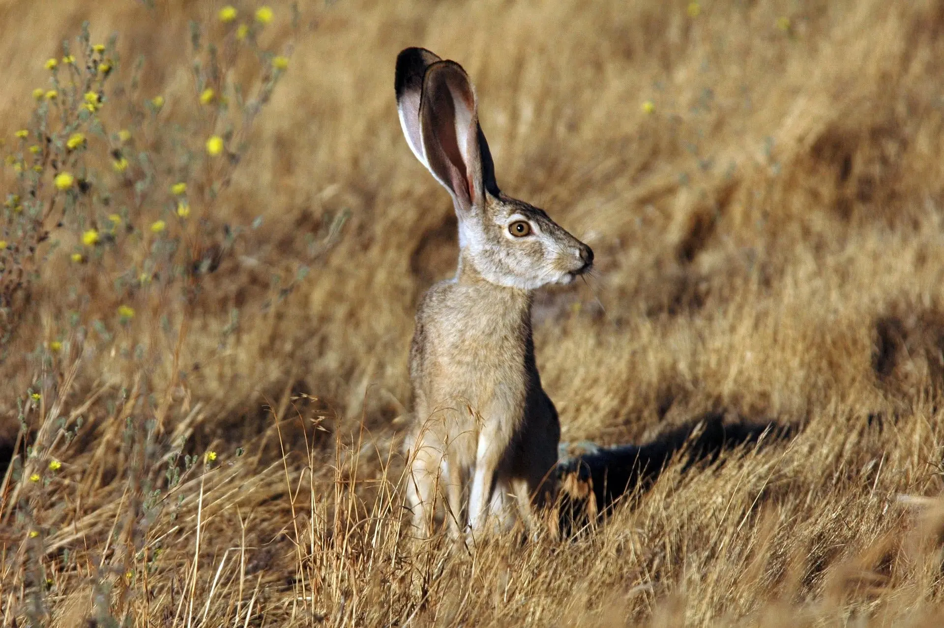 photo of a black-tailed jackrabbit