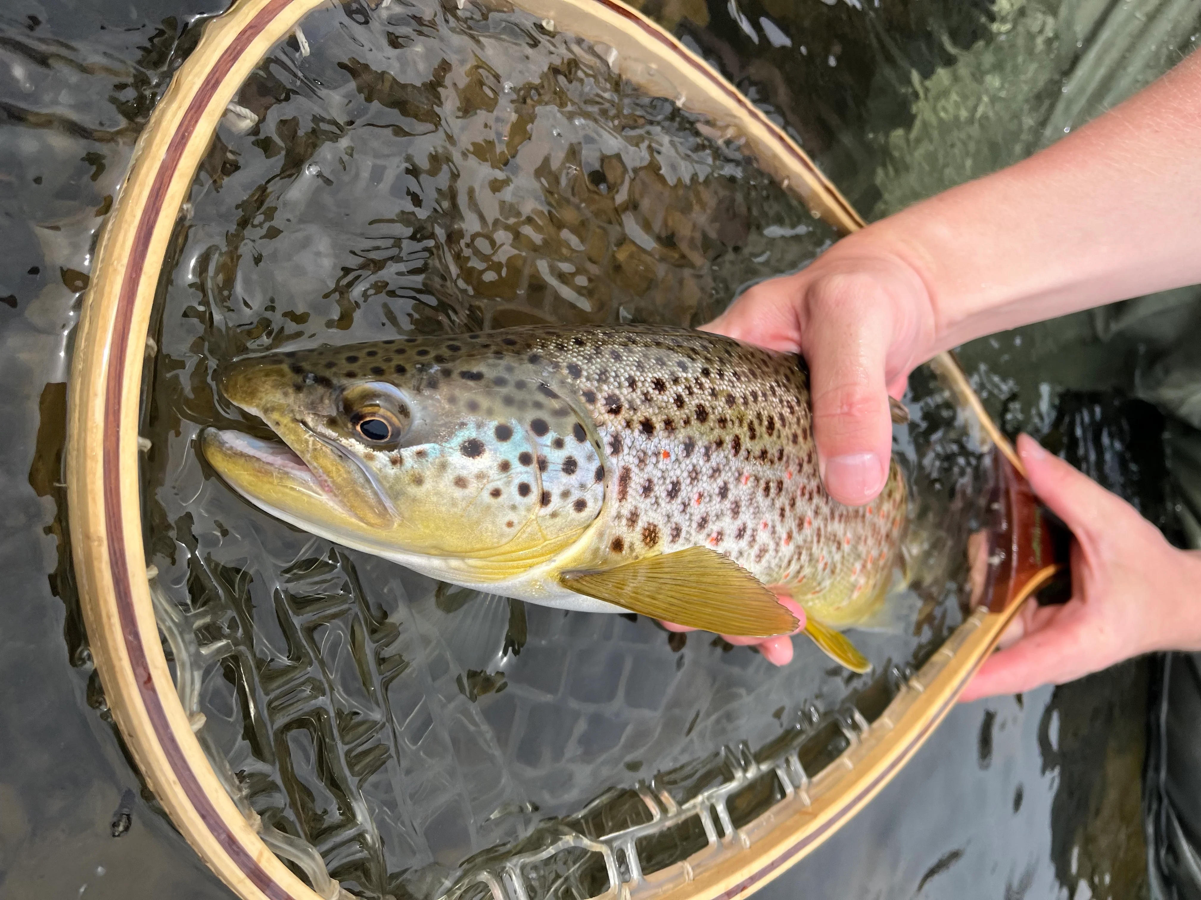 Trout in net