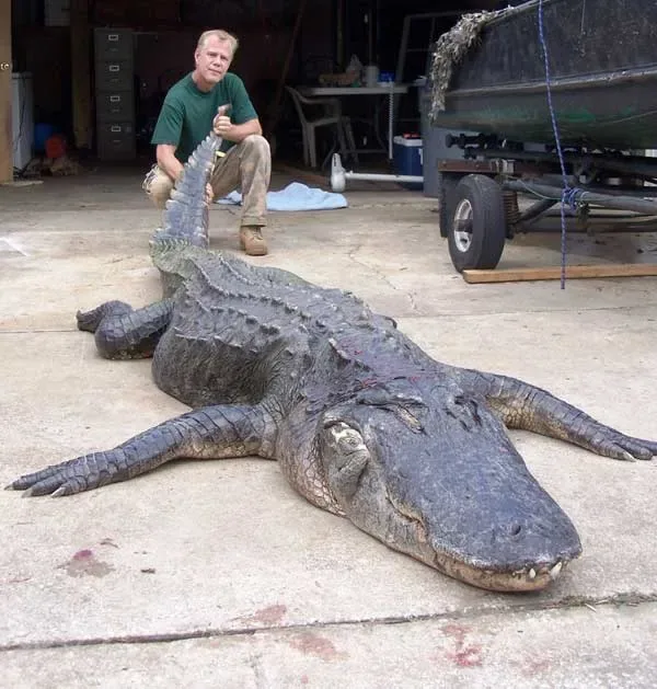 A Florida alligator hunter poses with a length-record gator. 