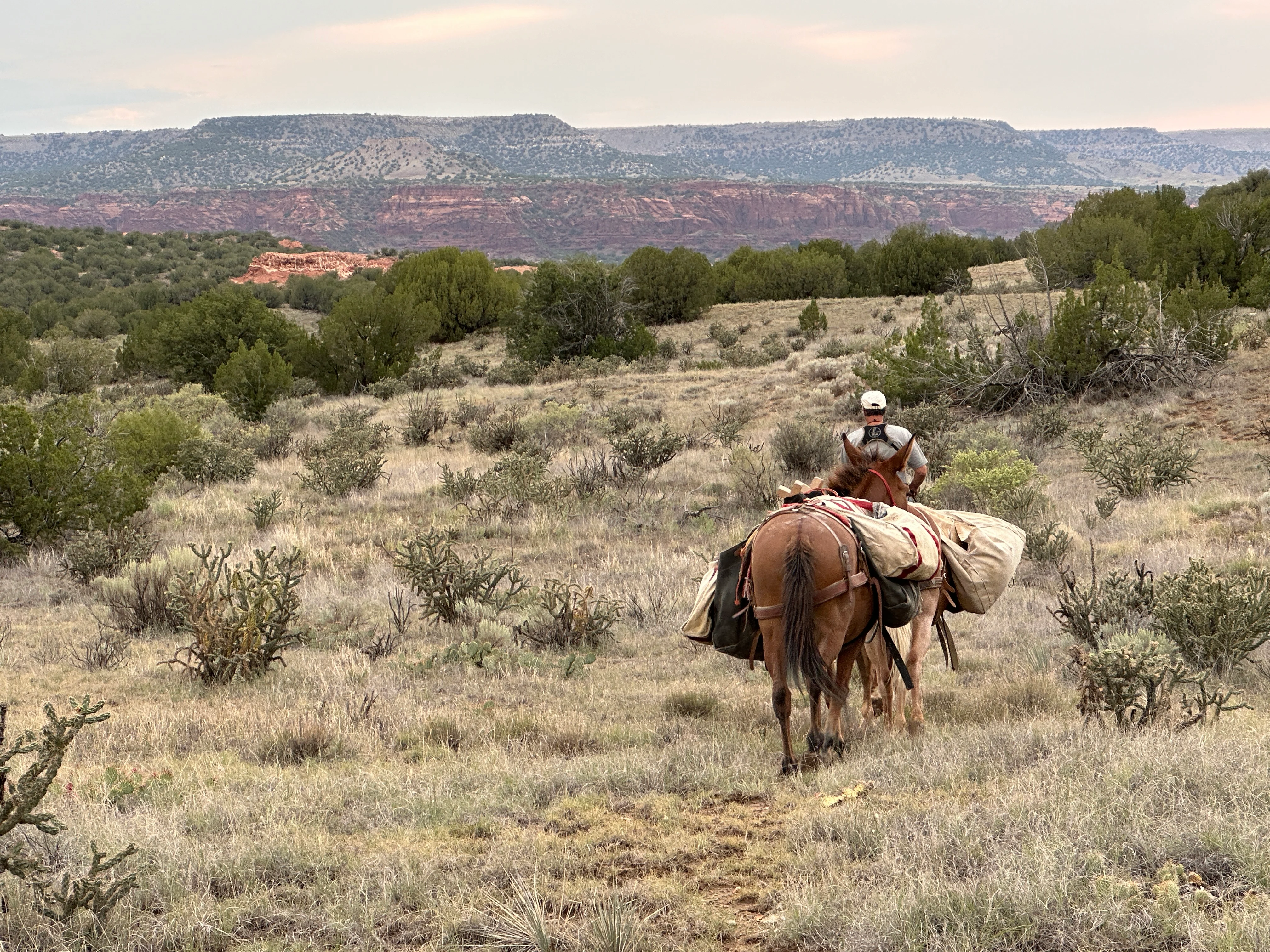 A guide leads two horses into elk country. 