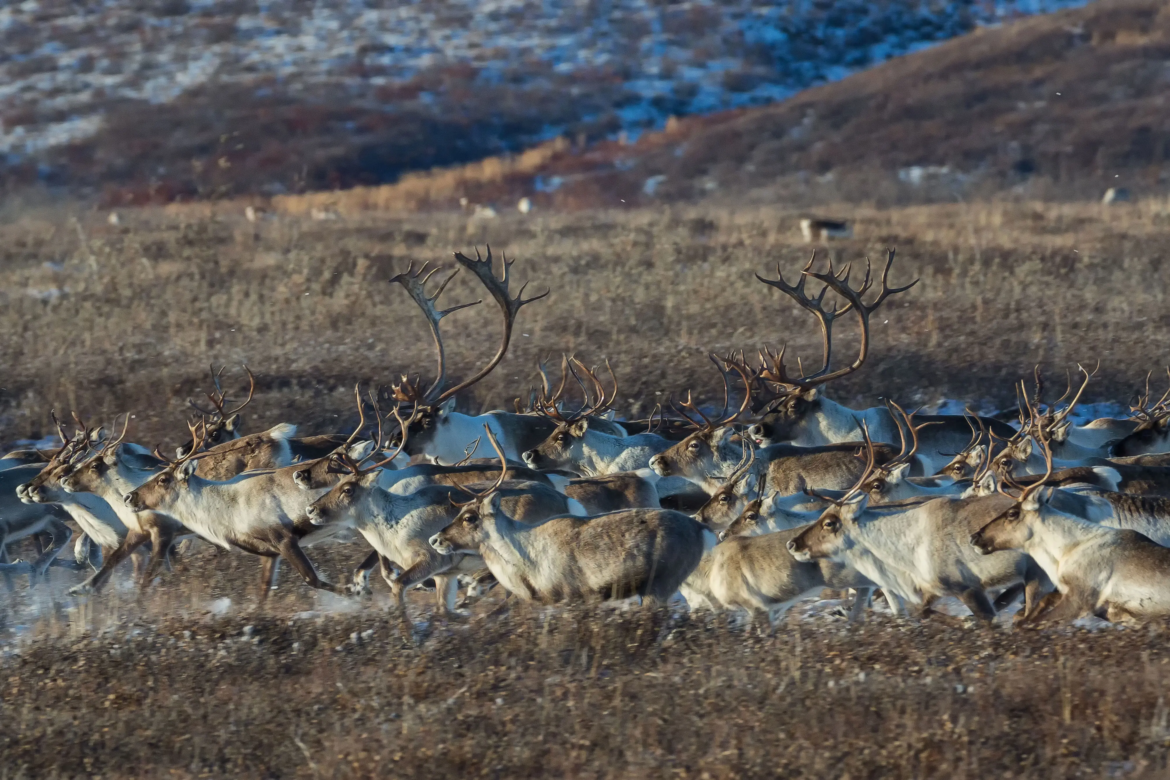 Caribou migrate through the Brooks Range in Alaska. 