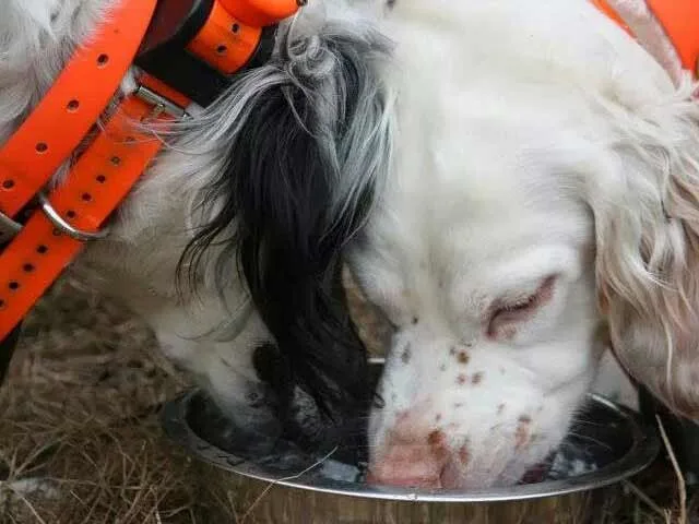 two dogs drinking from a waterbowl