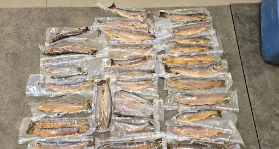 Vacuum-sealed trout confiscated from fish poachers in Wyoming.