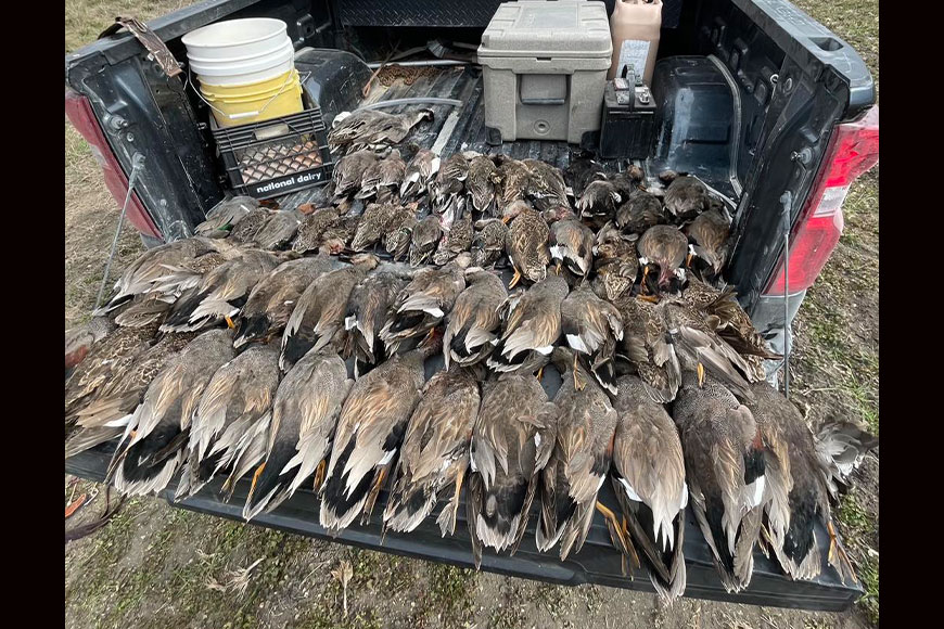 A tailgate full of illegally-taken ducks. 