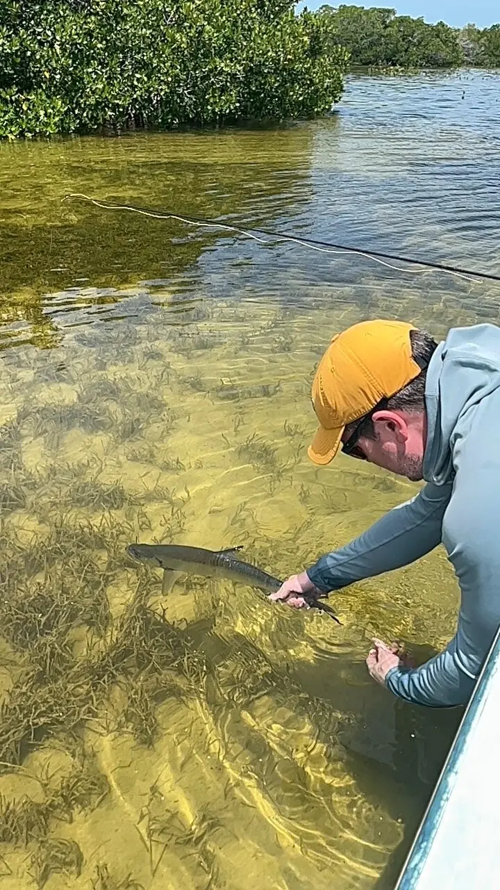 fisherman releases a tarpon