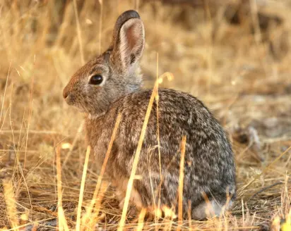 cottontail rabbit