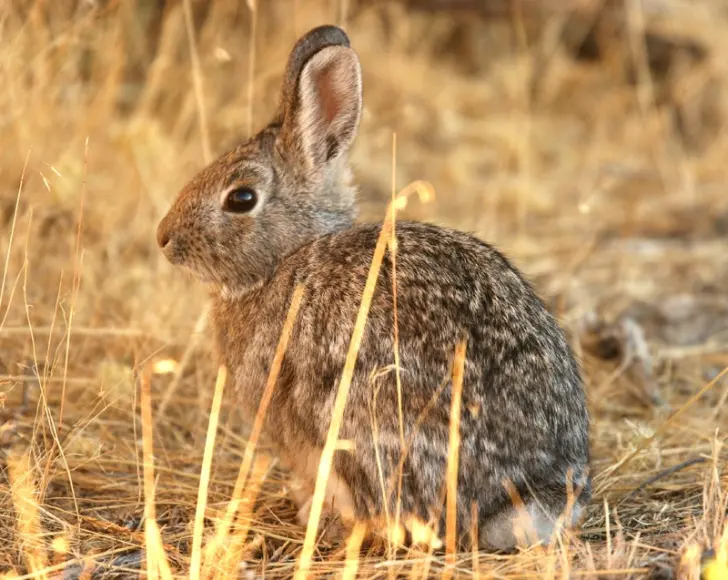 cottontail rabbit