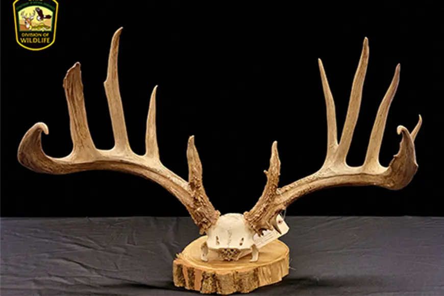 The antlers of the infamous Alexander Buck, taken by a poacher in Ohio in 2023. 