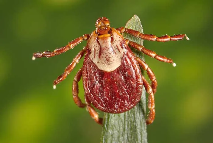 rocky mountain wood tick crawls on grass