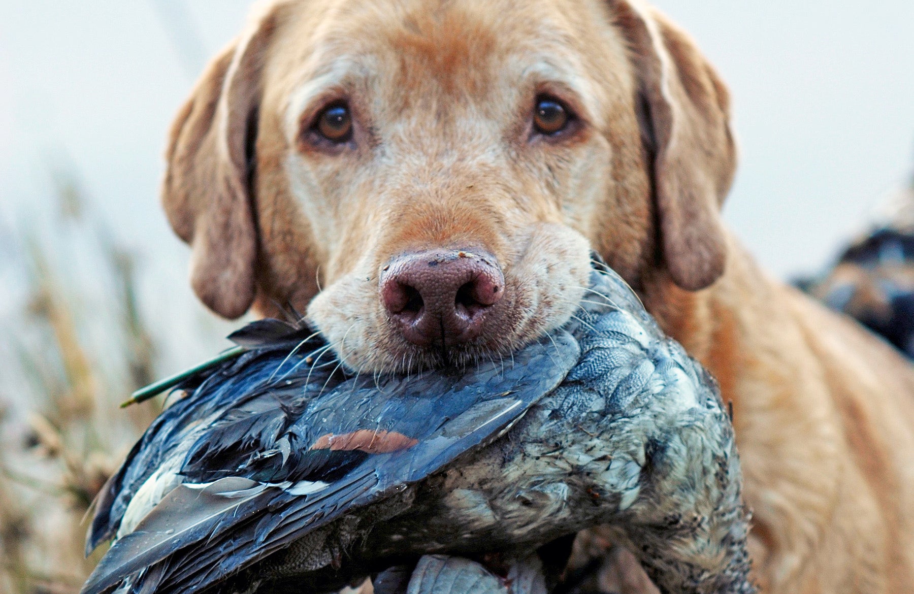 Duck fashion hunting dogs