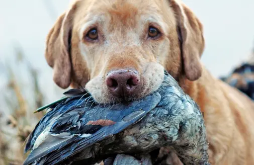 labrador retriever with a duck