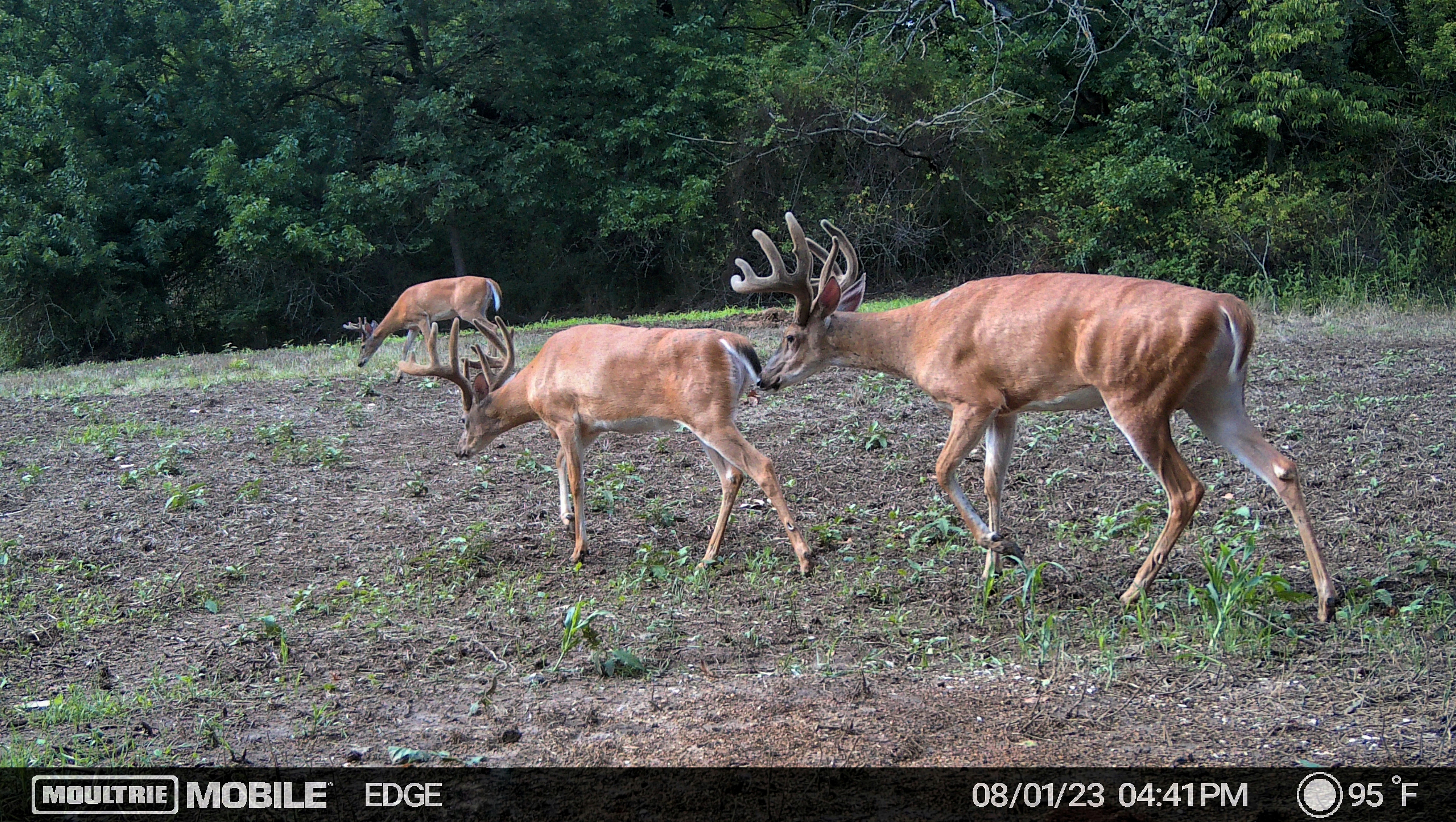 Trail camera photo of several buck walking out into an open field.